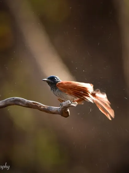 Shaking it off! The flycatcher fluffs its feathers after a refreshing dip, a dynamic and interesting behavior to capture.