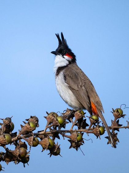A Red-whiskered Bulbul perched on a branch with berries. Its prominent crest and red cheek patch make it a very charismatic bird.