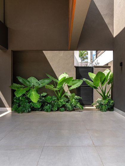 A wider perspective of a modern entryway garden. The planting is contained within a defined space, creating a pocket of tropical jungle that contrasts with the clean lines of the tiled flooring and walls.