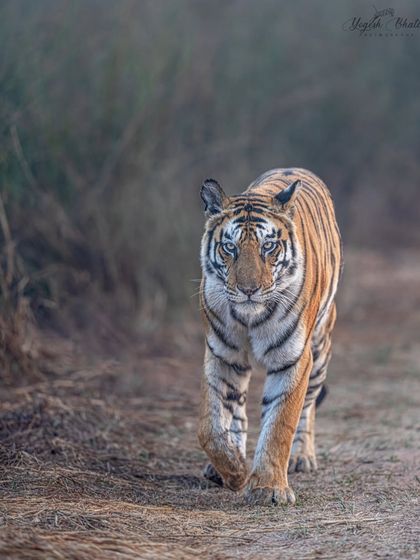 Capturing eye contact is about timing and technique. I used a vertical frame and a low angle to match this tiger's line of sight, enhancing its presence. The rule of thirds places the eyes right where the story is, creating a powerful storytelling frame.