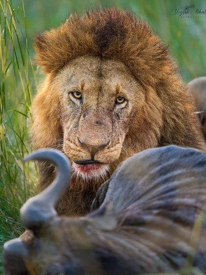 Composition first, shutter second. I waited for this lion to lift his head and make intense eye contact while feasting. That was the key moment. My trusted Sony Alpha 1 and 400mm lens delivered a frame that is both a portrait and a story.