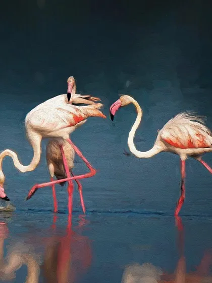 Another piece from my Kala Ghoda exhibition, this painterly image shows the intimate interactions between flamingos. The soft focus and rich colors transform the scene into a timeless work of art.