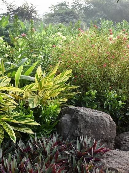 A composition of textures and forms in an Alibaug garden. The bright, variegated leaves of Alpinia zerumbet stand out against dark, natural boulders and a backdrop of softer, feathery plants.