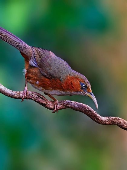 A Rusty-cheeked Scimitar Babbler is perched on a curving vine. The dynamic pose and interesting perch create a visually compelling image.