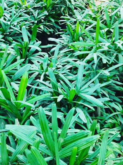 This is a close-up of Lady Palm plants. They have beautiful fan-shaped leaves and are very hardy, making them a great choice for both beginners and experienced plant owners.