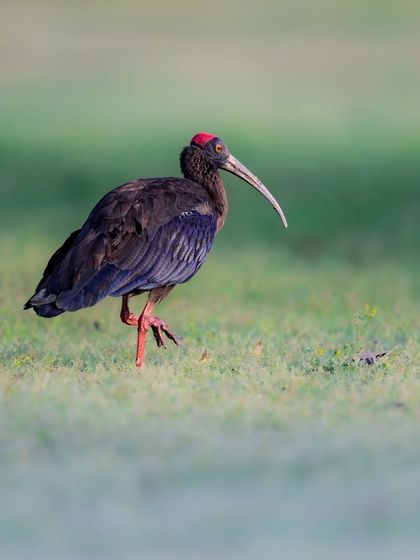A Red-naped Ibis walking on the grass. Its iridescent plumage and distinctive red patch on the head make it a beautiful subject. I humorously titled this "Holi Hangover" due to its colorful head.