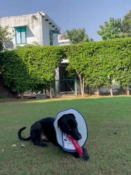 Shadow taking a break with his toy in our peaceful, green surroundings.