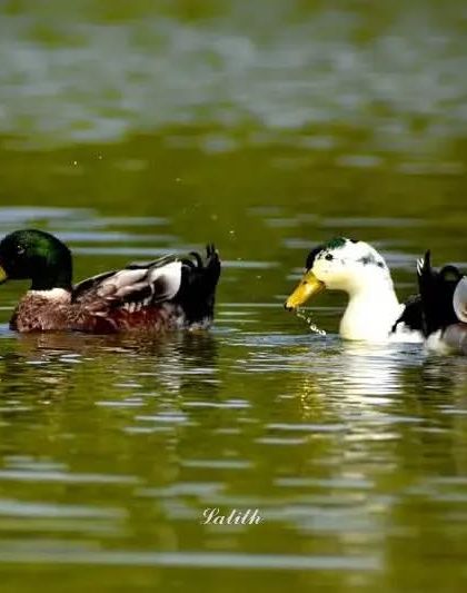 Lalith - Wildlife & Nature Photography Behind the Lens photo 55