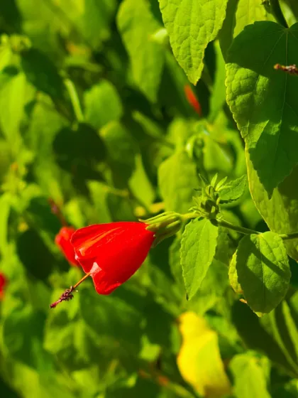 Often called the Lipstick Plant, this variety of Hibiscus produces vibrant red, tube-shaped flowers. It's a beautiful flowering plant that can thrive indoors with enough bright, indirect light.