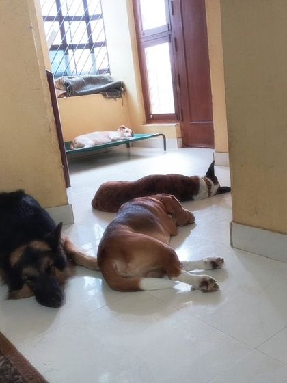 When you let them be, they find the funniest places to sleep and block all the paths.