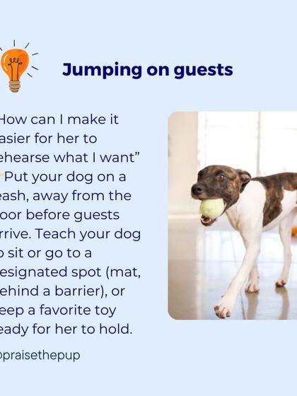 A proactive approach to jumping is much more effective. Before guests arrive, put your dog on a leash or behind a barrier. Teach them to go to a designated spot and reward them for calm behavior, setting them up for success.