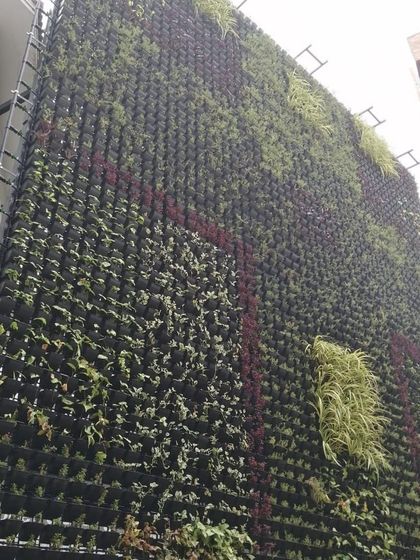 A large-scale vertical garden during installation. This image shows the modular system used to create these impressive living walls, which can cover entire building facades.