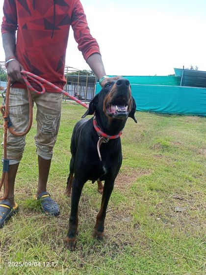 This handsome dog is learning to trust his caregiver. Our team works tirelessly to rehabilitate dogs with a history of trauma, helping them integrate into the larger sanctuary community.