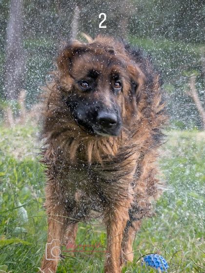 The final shot in the water-shake series, showcasing the pure, uninhibited joy of a dog at play.