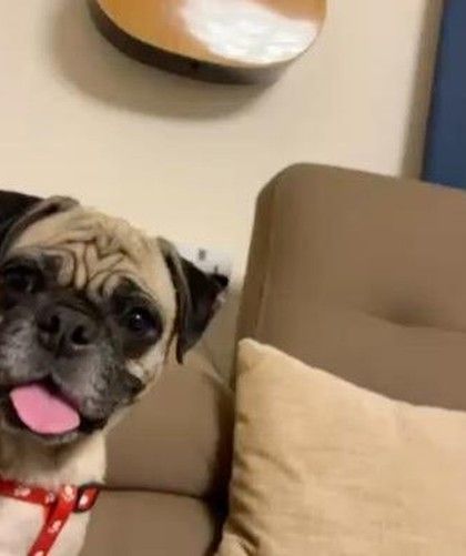 PL Paws - Dog Adoption Services Happy Tails: Our Adoptees in Their Forever Homes photo 53