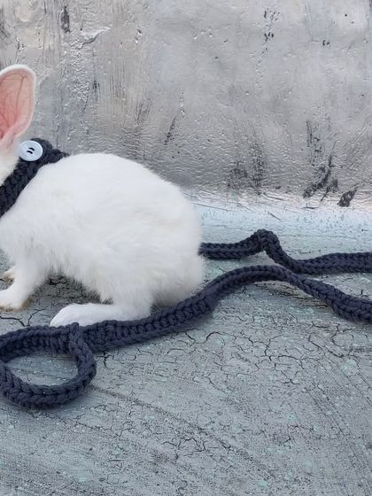 I also made a custom crochet pet leash for my bunny for when we go outside.