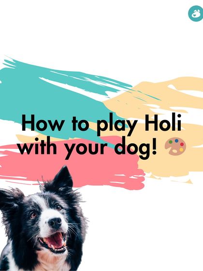 The Pack - Online Pet Parent Community A Voice for Every Dog photo 26