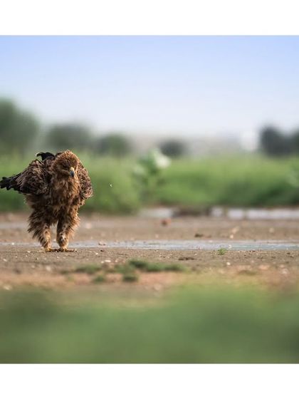 A Tawny Eagle with wet, ruffled feathers walks across a muddy patch, a less glamorous but very real moment in the life of a raptor.