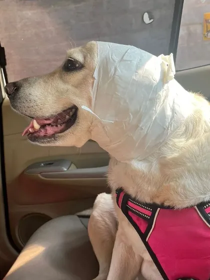 Emergencies don't wait, and neither do I. This little one had a dog bite and needed to get to the vet urgently. I'm available 24/7 for any emergency pet transport needs in Delhi NCR.