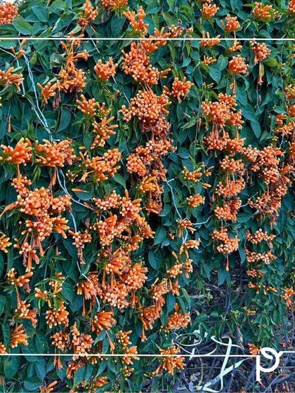 Our Native Plant Showcase photo 25