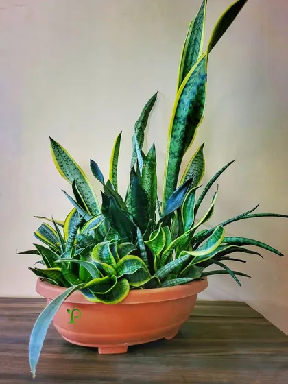 This is one of my favorite creations, a large centerpiece arrangement featuring 18 different varieties of Sansevieria, or snake plants. It showcases the incredible diversity within a single plant family and makes a bold statement.