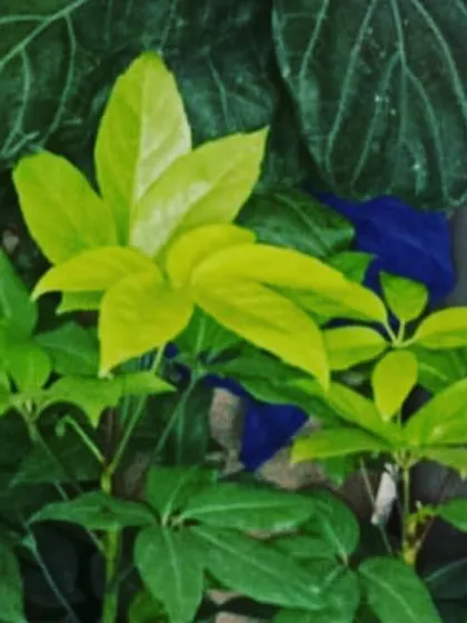 Sometimes, the simplest green is the most calming. This image captures the rich textures and varying shades of green from different foliage plants, creating a restful and serene corner. As Freud said, flowers are restful to look at.