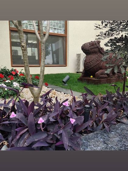 A quiet corner of a garden featuring a mix of textures and colors. Purple heart plants provide ground cover, contrasting with the green lawn and a rustic sculpture, creating a small moment of artistic expression within the landscape.
