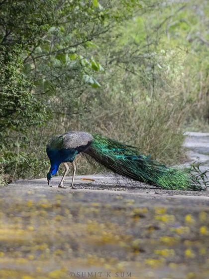 An Indian Peafowl foraging on a path, its long, magnificent train trailing behind it.