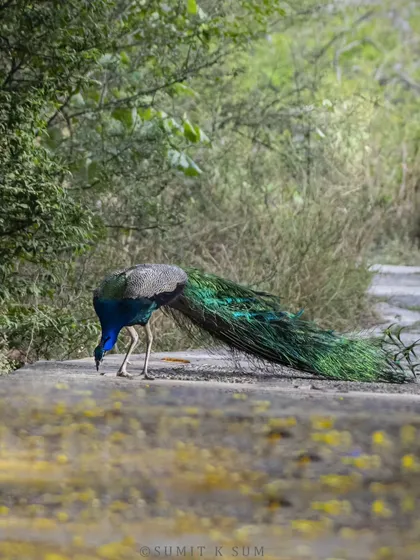 An Indian Peafowl foraging on a path, its long, magnificent train trailing behind it.