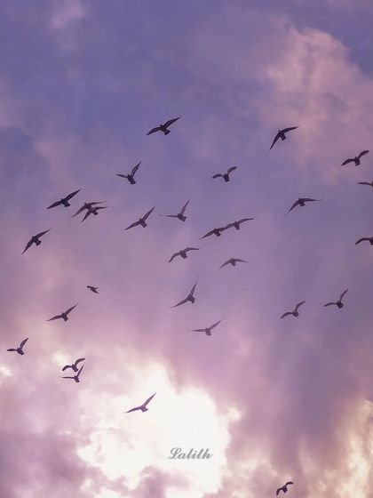 Lalith - Wildlife & Nature Photography Wings in Motion photo 11