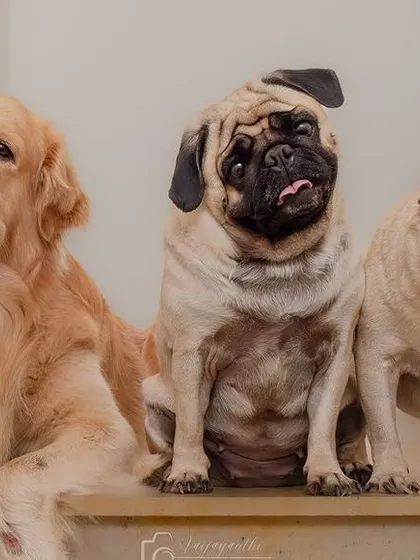 A fantastic group shot of Shadow the golden retriever with his two pug siblings, Ellie and Eevee. Capturing three dogs looking this good is a rewarding challenge!