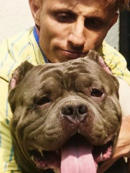 An American Bully relaxing in his personal space. We ensure every dog has a clean and dry area to rest between play sessions.