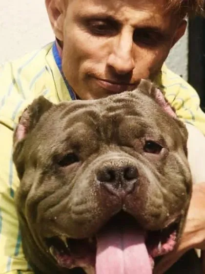 An American Bully relaxing in his personal space. We ensure every dog has a clean and dry area to rest between play sessions.