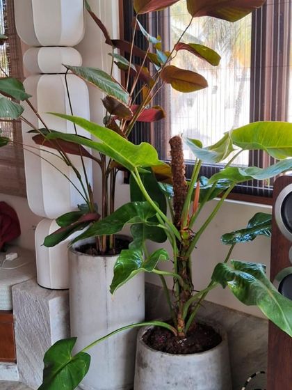 Make My Garden - Nursery & Gardening Store (Retail) Indoor & Air Purifying Plants photo 37