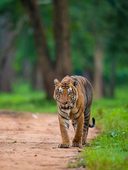 Capturing the confident stride of the Nayanjikatte Male. On my tours, we don't just look for tigers; we seek to understand the characters that make each forest a living drama.