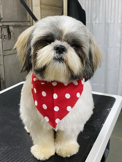 Jack the Shih Tzu is looking sleepy and content after being pampered.