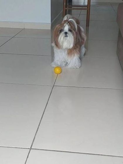 Wooflezpetcare - At-Home Pet Grooming Small Dog Styling photo 7