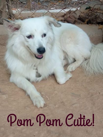 Petspace - Dog Daycare More Than Guests, They're Family photo 3