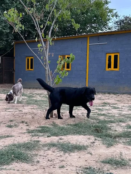 Mowgli the Labrador exploring with another dog in the background. The multi-yard setup allows for different groups to play simultaneously without interference.