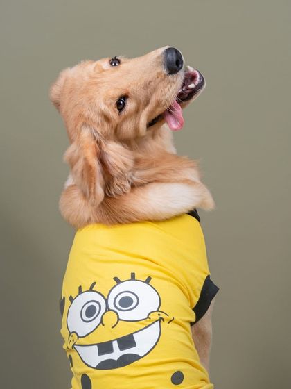 WoofWoof Stories - Commercial Pet Photography Pet Apparel & Accessories photo 7