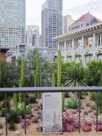 This project demonstrates our ability to create specialized gardens, such as this urban rooftop installation featuring drought-tolerant cacti and succulents. This water-wise garden provides year-round interest and is perfectly suited to a hot, sunny environment.