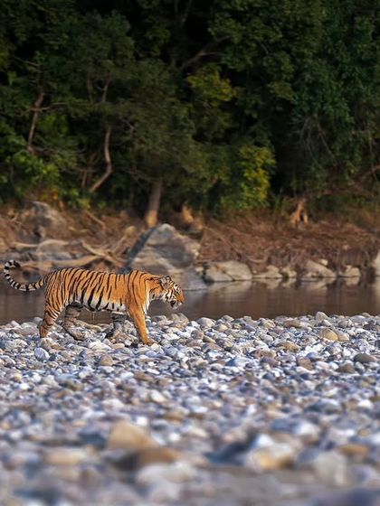 The Striped Kingdom: Tigers of India photo 46