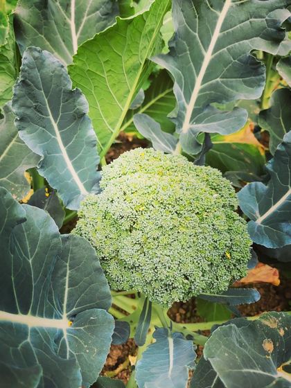 A close-up of the broccoli head, surrounded by its large green leaves.