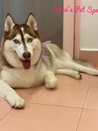 Zeenu's Pet Spa - Dog Grooming & Spa Gentle Giants & Large Breed Care photo 3