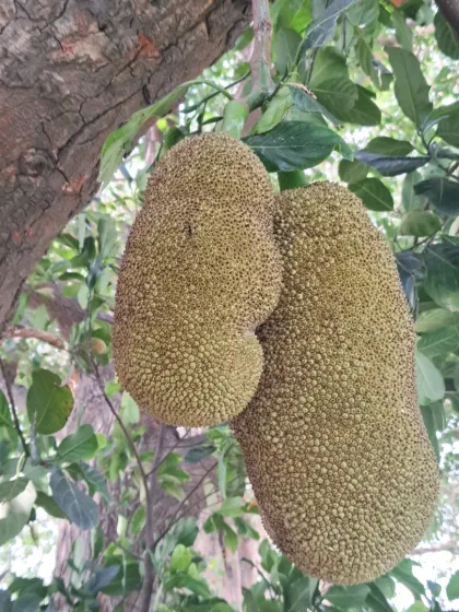 Bhardwaj - Urban Gardening Consultation Growing Fruits on Your Terrace photo 9