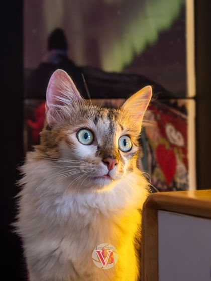 The dramatic lighting from a lamp in the evening creates a moody, beautiful portrait of this cat, looking like she has a secret life.