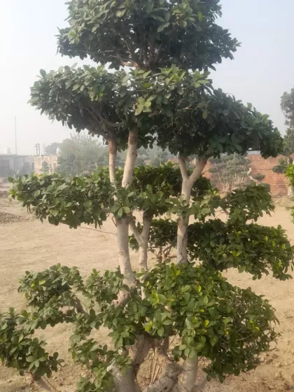This multi-trunk Ficus bonsai is ready for a new home. Its tiered structure is a classic bonsai style, perfect for adding a touch of zen to any garden.