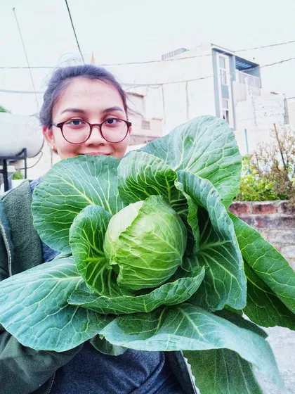Just look at the size of this homegrown cabbage. With the right techniques, which I'll teach you, you can grow vegetables that are bigger and tastier than you ever thought possible, even in a small city garden.