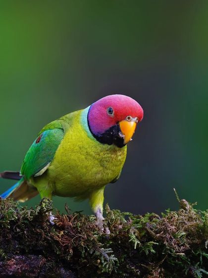 A male Plum-headed Parakeet stands on a moss-covered perch. The lush green setting complements the bird's vibrant plumage perfectly.