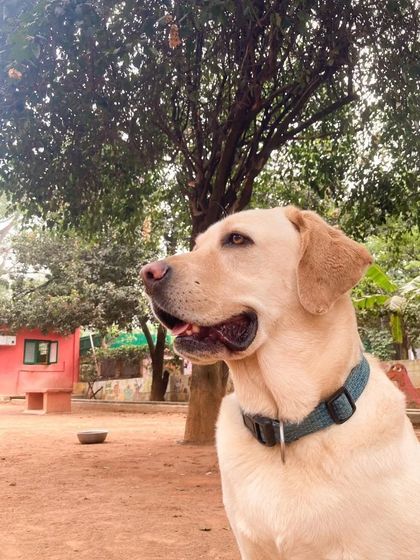 PetStepin - Pet Boarding & Daycare Safe & Happy Holiday Stays photo 9